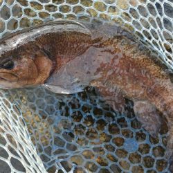 平日はのんびりと ～フィッシングパーク高島の泉～